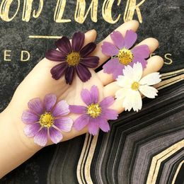 Decorative Flowers 50X Dried Pressed Natural Purple White Cosmos Galsang Plant Herbarium For Postcard Po Frame Jewellery Bookmark DIY