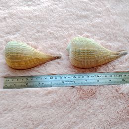 Large Natural Conch Shells Big Sowerby Seashells Great for Beach Theme Party, Home Decorations,DIY Crafts, Fish Tank, Air Plant