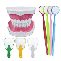 Dental Brushing Teeth Model Teaching Model Study On The Structure Of Oral Teeth Dentist Educational Practise Studying Learning