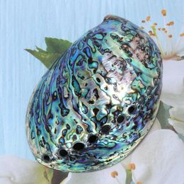 Vases Natural Abalone Shell For DIY Jewelry Making Necklace Bracelet Paua 10- 12cm