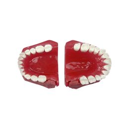 Removable Dental Teaching Model Children's Deciduous Tooth Model For Dentist Student Studying Practise Training