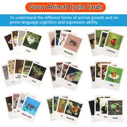 Kids Simulated Animal Model Card Set Educational Toys Insect Plant Growth Cycle Cognitive Montessori Parish Home Open Learning