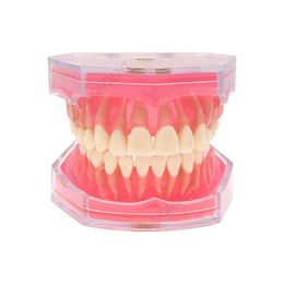 Dental Teaching Model Dental Model Soft Gum With Removeable Teeth For Dentist Student Studying Training Dentistry Teeth Models