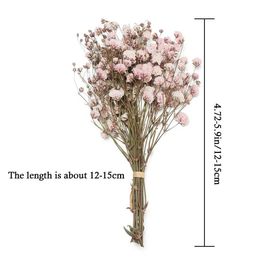 Dried Flowers Mini Babysbreath Natural Dried Bouquets Natural Material Real Flower Plant Stems DIY Craft Colourful Decorative Photo Props