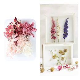 Dried Flowers DIY Vivid Dried Flower Office Home Decor Fan Craft Materials Long Lasting For Scrapbooking Styles Eternal Flower Material Pack