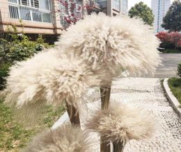 Dried Flower 50Pcslot Whole Phrag Mites Natural Decorative Pampas Grass For Home Wedding Decoration Flowers Bunch 5660cm251q1801018