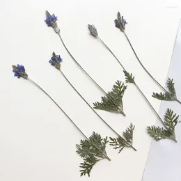 Decorative Flowers 14-21cm/12PCS Nature Lavender Pressed Flower Long Branch Real Plant DIY Po Frame Bookmark Embossed Table Lamp Material