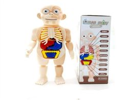 Human Organ Model DIY Assembled Toy Science And Education Enlightenment Experiment Teaching Aid Teaching Props For Children29952092892817