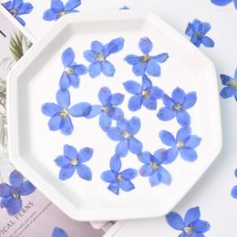 Decorative Flowers 2.5-3.5cm/12pcs Nature Pressed Blue Small Flying Swallow Flower Petals Real Po Frame Facial Makeup Ornament