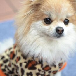 Dog Apparel Clothing Autumn And Winter Fleece Jackets Warm Sweaters Christmas Coats Small Medium-Sized Cat