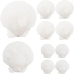 Vases 10 Pcs Natural Home Decor Shell Decoration Decorative Crafts Desktop DIY Material Handicraft Accessory White Seaside