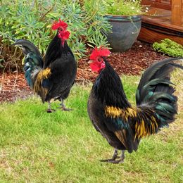 Garden Decorations 2 Pcs Decorative Inserts Rooster Stake Decoration Outdoor Yard Ornaments For Wood Pile