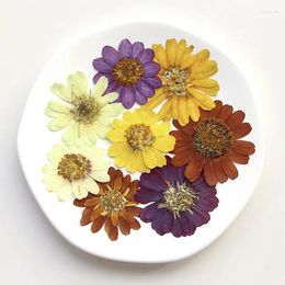 Decorative Flowers 60pcs Pressed Dried Zinnia Elegans Jacq Double Flower Herbarium Resin Epoxy Jewellery Card Bookmark Frame Phone Case Makeup