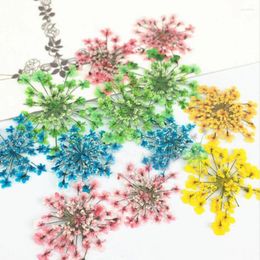 Decorative Flowers 120pcs Pressed Dried Absorb Dyed Ammi Majus Flower Plants Herbarium For Jewellery Postcard Phone Case Po Frame Making DIY