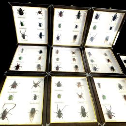 Sculptures New real insect specimen transparent resin spider autumn beetle scorpion wasp with Photo frame