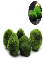 5pcs Marimo Moss Ball Aquarium Plants Terrarium Cladophora Ball Fish Tank Ornaments29257858259