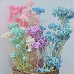 Decorative Flowers 50/100g Natural Fresh Preserved Rice Flower Bouquet Wedding Decoration Real Dried Home Decor DIY Resin Floral Materials