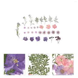 Decorative Flowers 34pcs DIY Natural Dried Real Dry Flower Specimen Material For Resin Jewellery Nail Making