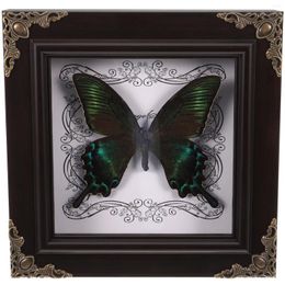 Frames Butterfly Specimen Po Frame Homedecor Display For DIY Wooden Wall Hanging