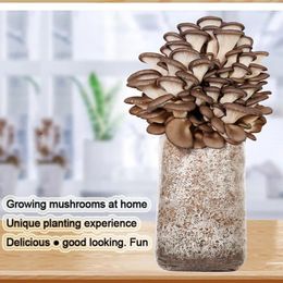 Storage Bottles Plant Cultivation Package Mushroom Strains Suitable For Home Ornamental Multi-purpose 1piece