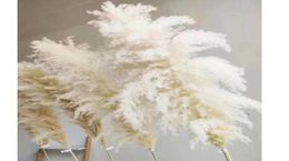 white Natural Reed Dried Flower Big Pampas Grass Bouquet Wedding Flower Ceremony Decoration Modern Home Decoration3830404