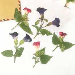 Decorative Flowers 120pcs Side Pressed Dried Torenia Fournieri Flower With Stalk Plants Herbarium Jewelry Bookmark Po Frame Postcard Making