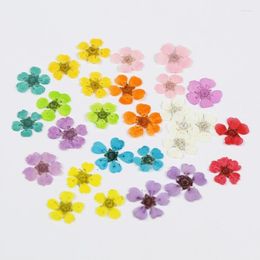 Decorative Flowers 100pcs Pressed Dried Sorbaria Sorbifolia Flower For Epoxy Resin Jewelry Making Makeup Face Nail Art Craft DIY Accessories