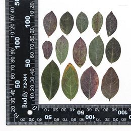 Decorative Flowers 60pcs Pressed Dried Glochidion Puberum Leaves Flower Herbarium Resin Epoxy Jewellery Card Bookmark Frame Phone Case Makeup