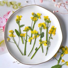 Decorative Flowers 24pcs/7-12cm Pressed Canola Branches DIY Bookmark Phone Shell Po Frame Wedding Invitation Card Real Flower Materials