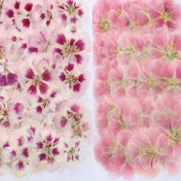 Decorative Flowers 60pcs 4-7cm Pressed Dried Godetia Plants Herbarium For Jewelry Postcard Phone Case Po Frame Bookmark Craft DIY