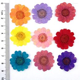 Decorative Flowers Latest Yellow Chrysanthemum Diameter 2-3CM Pressed Arrangements For Bookmark Material 120 Pcs