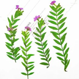 Decorative Flowers 40pcs Pressed Dried Flower Cuphea Hookeriana Walp Leaf For Epoxy Resin Jewelry Making Makeup Face Bookmark Nail Art Craft