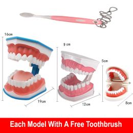 Heads 1PC Dental Teach Children's Early Education Brushing Mould Standard 6Times 2Times 1:1Standard Teaching Kids Model With Toothbrush