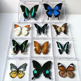 Decorative Figurines Natural Real Butterfly Specimens Rare And Exquisite Transparent Boxed Mixed Butterflies For Education Collection Rese