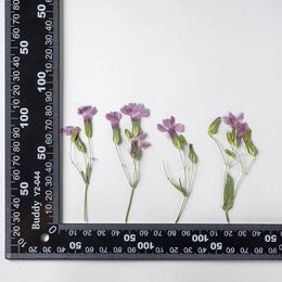 Decorative Flowers 120pcs Pressed Dried Flower Vaccaria Hispanica Plant Herbarium Epoxy Resin Jewelry Po Frame Phone Case Bookmark Making