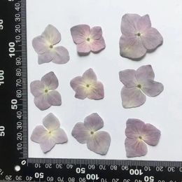 Decorative Flowers 120pcs Pressed Dried Natural Hydrangea Flower Herbarium For Epoxy Resin Jewellery Bookmark Phone Case Face Makeup Nail Art