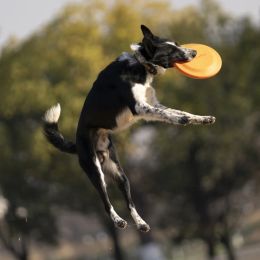 Toys Bite Resistant Soft Flying Discs for Dog Training Competition Outdoor Game Flying Saucer Kids Pet Interactive Toy 23.5cm