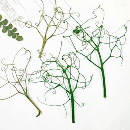 Decorative Flowers 100pcs Pressed Dried Pisum Sativum Vine Plant Herbarium For Jewelry Postcard Po Frame Bookmark Phone Case DIY