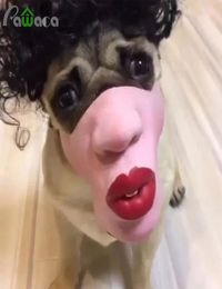 Pet Dog Funny Red Lips Masks Pet Toys Face Mouth Mask Halloween Party Latex Mask Antibite Antipicking Anticalled Supplies9771778