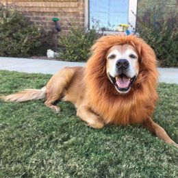 Dog Apparel Lion Mane Costume For Dogs Adjustable Wig With Ears Easy To Fit Medium/Large Halloween Party