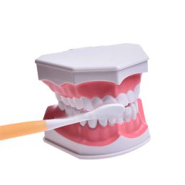 Toothbrush Dental Teeth Model Teaching Double Size Kids Decay Tooth Brushing Training