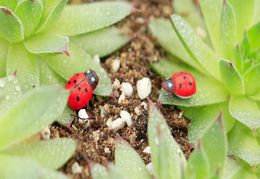 artificial 10 PCS Lady beetle Ornament garden miniatures gnomes moss terrariums crafts figurines for home garden decor5073361