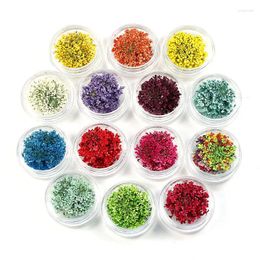 Decorative Flowers 100pcs Pressed Dried Ammi Majus Flower With Box Dry Plants For Epoxy Resin Pendant Necklace Jewellery Making Craft DIY