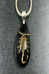 Fashion Jewellery YQTDMY Key Chains 17 pcs real insect gold scorpion key ring black drop design keychain5878308