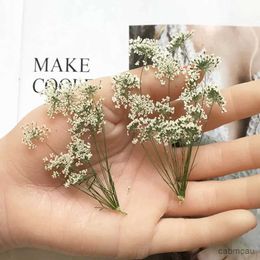 Dried Flowers 30pcs Pressed Dried Natural White Multi-head Ammi Majus Flower Plant Herbarium For Jewelry Postcard Invitation Card Bookmark DIY