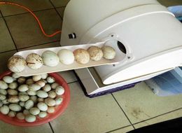 One man operation automatic egg washing machine eggs cleaning egg washer with low duck egg washer3752012