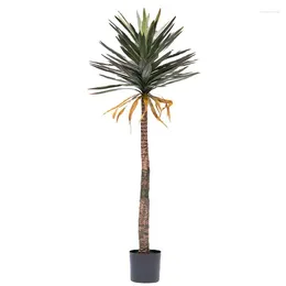 Decorative Flowers Indoor Dragon Blood Tree Ornaments Potted Plants