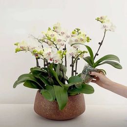 Planters Pots Ceramic Lamp Luxury Orchid Special Pot Q2404291