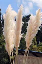 White Natural Reed Dried Flower Big Pampas Grass Bouquet Wedding Flower Ceremony Decoration Modern Home Decoration1789005