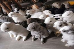 Taxidermy Stuffing Rabbit Teaching Specimen Collection Bunny Fur Home Decor 1pcs random T2009091064978